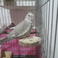 جوجه عروس هلندی آلبینو‌، نسکافه‌ای(معاوضه)|پرنده|کرمانشاه, |دیوار