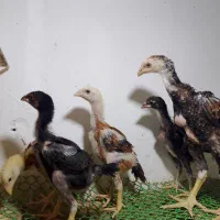 جوجه لاری ۱ماهه