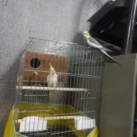 عروس هلندی خوشگل دستی جاندارم بخاطر همین میفروشم