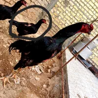 مرغ اوشامو شش دونگ تخم گذار