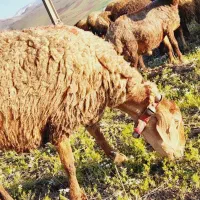 ۶ راس میش و بره مغان و چینی بره درشت