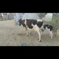 فروش گاو شیری|حیوانات مزرعه|لامرد, |دیوار