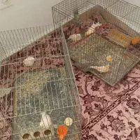 پرنده|پرنده|بومهن, |دیوار