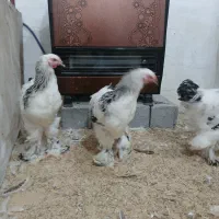 فروش خروس برهما لایت در بندرانزلی|حیوانات مزرعه|رشت, استادسرا|دیوار