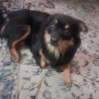 سگ نژاد دار|سگ|محمدشهر, محمدشهر|دیوار