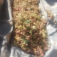 کارگرهستیم پسته چین وانگور چین ماهر