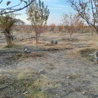 ۷ عدد بوقلمون