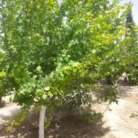 باغ و باغچه ۱۹۰ متری(چسبه بافته مسکونی)دارای برق|فروش زمین و ملک کلنگی|تهران, امیریه|دیوار