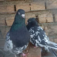 رنگه فروشی  همه کاکلی