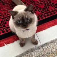 گربه اسکاتیش بلوپوینت