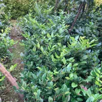 یاس هلندی|گل و گیاه طبیعی|واجارگاه, |دیوار