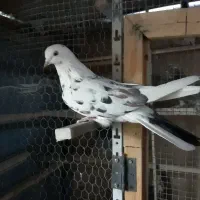 کفتر خال پیس|پرنده|تهران, کیانشهر|دیوار