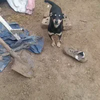 پاکوتاه|سگ|نیشابور, رحمت آباد|دیوار