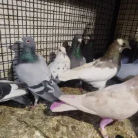 کبوترجفتی 700