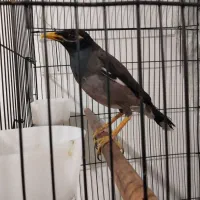 قیمت 3 میلیون