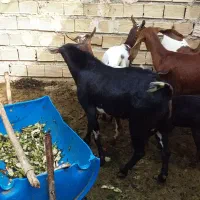 بز سه لاله|حیوانات مزرعه|بندر ماهشهر, |دیوار