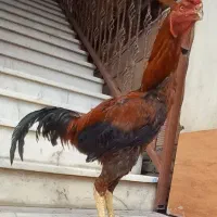 خروس لاری
