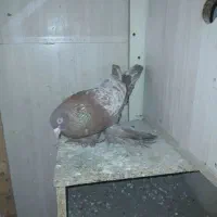 کبوتر  معاوضه معا وضه