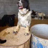 واگزاری جفت سگ گله