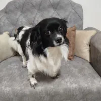 سگ نر|سگ|رشت, پاره بیجار|دیوار