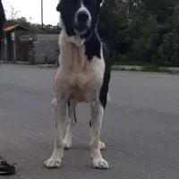 سگ سرابی سن 3 سال