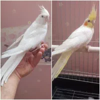 عروس هلندی ماده