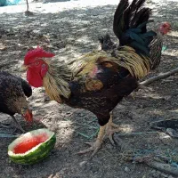 خروس