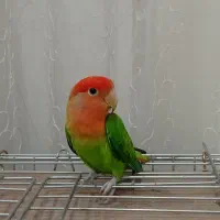 طوطی برزیلی ماده