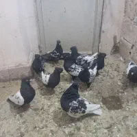 سینه سیاه سرسیاه|پرنده|کرمان, |دیوار