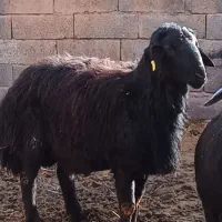 قوچ کار  ۳ساله قره قزل هترو