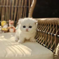 بچه گربه بیریتیش و اسکاتیش