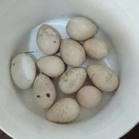 تخم‌بوقلمون‌نطفه‌داربرنز