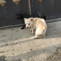 سگ پاکوتاه ۸ماهه|سگ|صحنه, |دیوار