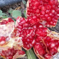 انار محلی )ملس(