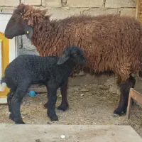 گوسفند مطفل با بره ماده یک ماهه|حیوانات مزرعه|بندر ماهشهر, |دیوار