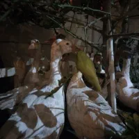 غاز نروماده