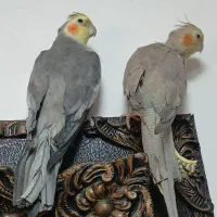 عروس جفت|پرنده|رشت, یخسازی|دیوار