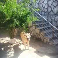 سگ نگهبان باهوش