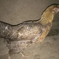 جوجه گلین محلی یکروزه تخم مرغ نطفه دار گلپر بیضا|حیوانات مزرعه|یاسوج, |دیوار