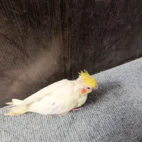 توجه قیمت شکن««عروس هلندی دستی دانخور لوتینو|پرنده|گرگان, |دیوار