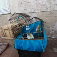 یک جفت عروس هلندی