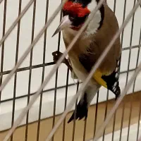 سره|پرنده|کهریزک, |دیوار