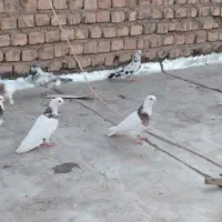 کبوترطوقی