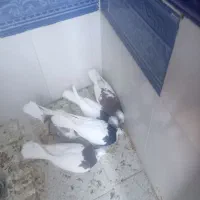 صده طوقی پنج عدد|پرنده|سبزوار, کهنه آب|دیوار