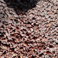 کشمش و شیره انگور