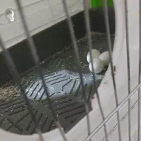 گرینچیک مولد