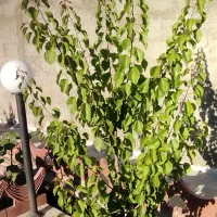 اجاره خانه باغ