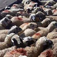 تعاونی زیر فی زیر نظر بازراس دامپزشکی|خوردنی و آشامیدنی|مشهد, کشاورز|دیوار