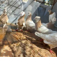 کفتر،طوقی|پرنده|دهدشت, |دیوار