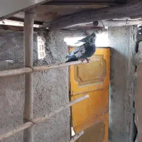 کبوتر پرشی|پرنده|مبارکه, |دیوار